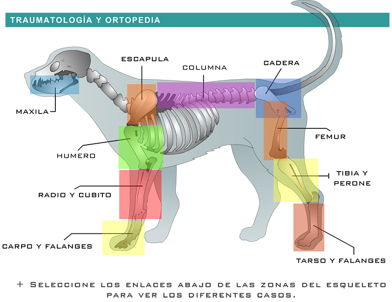 Traumatología veterinaria en Fuengirola