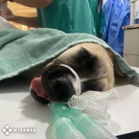 Imagen fractura_diafisaria_mastin1.jpg