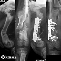 Imagen fractura_diafisaria_mastin2.jpg