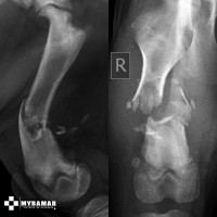 Imagen fractura_diafisaria_mastin3.jpg