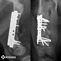 Imagen fractura_diafisaria_mastin4.jpg