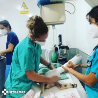 Imagen fractura_diafisaria_mastin5.jpg
